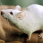 Forschung – Mäuse mit menschlicher DNA